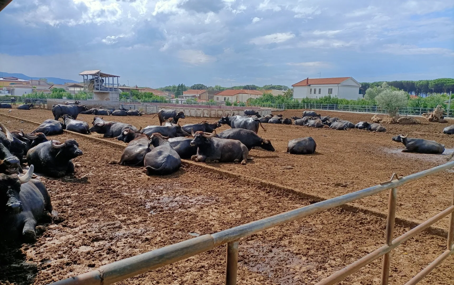 Paestum, Pompeya & Mozzarella de Búfala-10