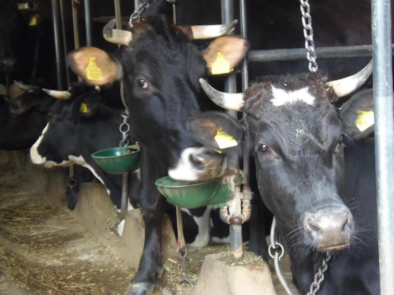 Sorrent und Umgebung-1