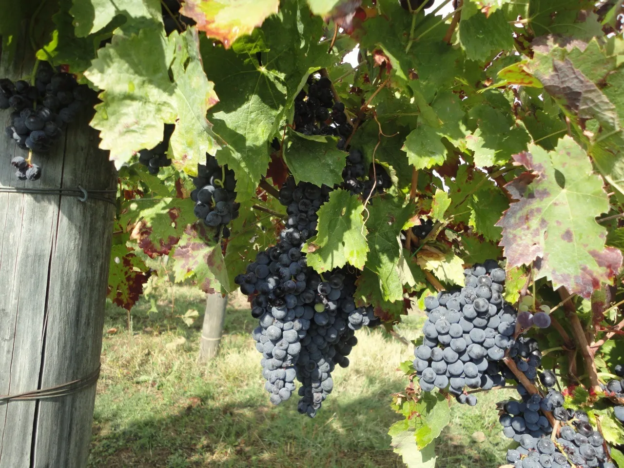 Pompeya y bodega local-13